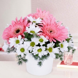  Konyaaltı Çiçekçiler Gerbera Papatya Bahçesi